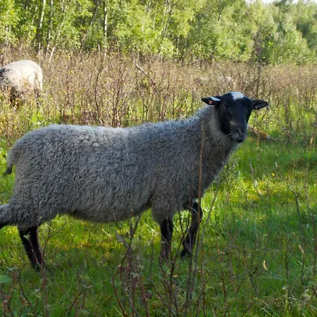 Karstua - *