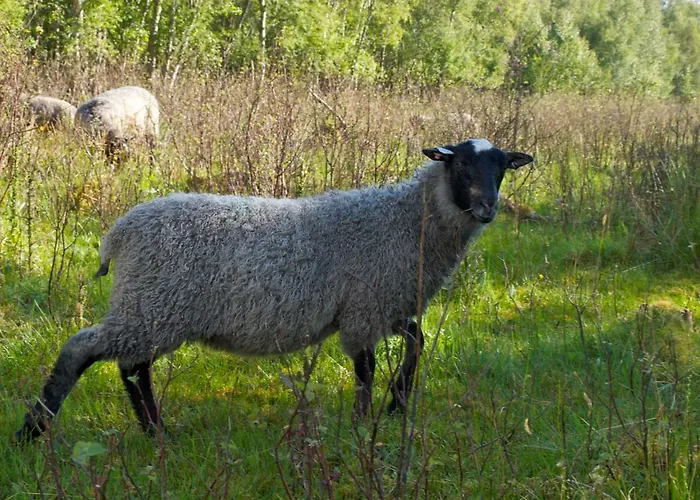 Karstua - *